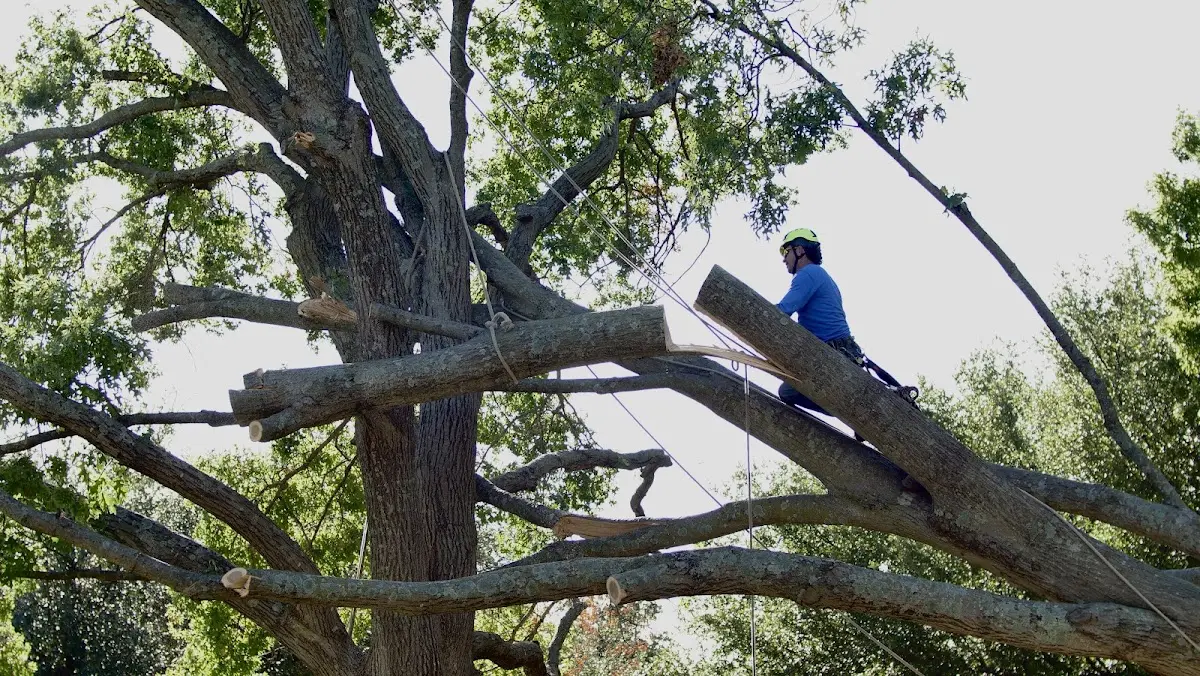 Professional Crown Thinning performed by certified arborists in Stanton