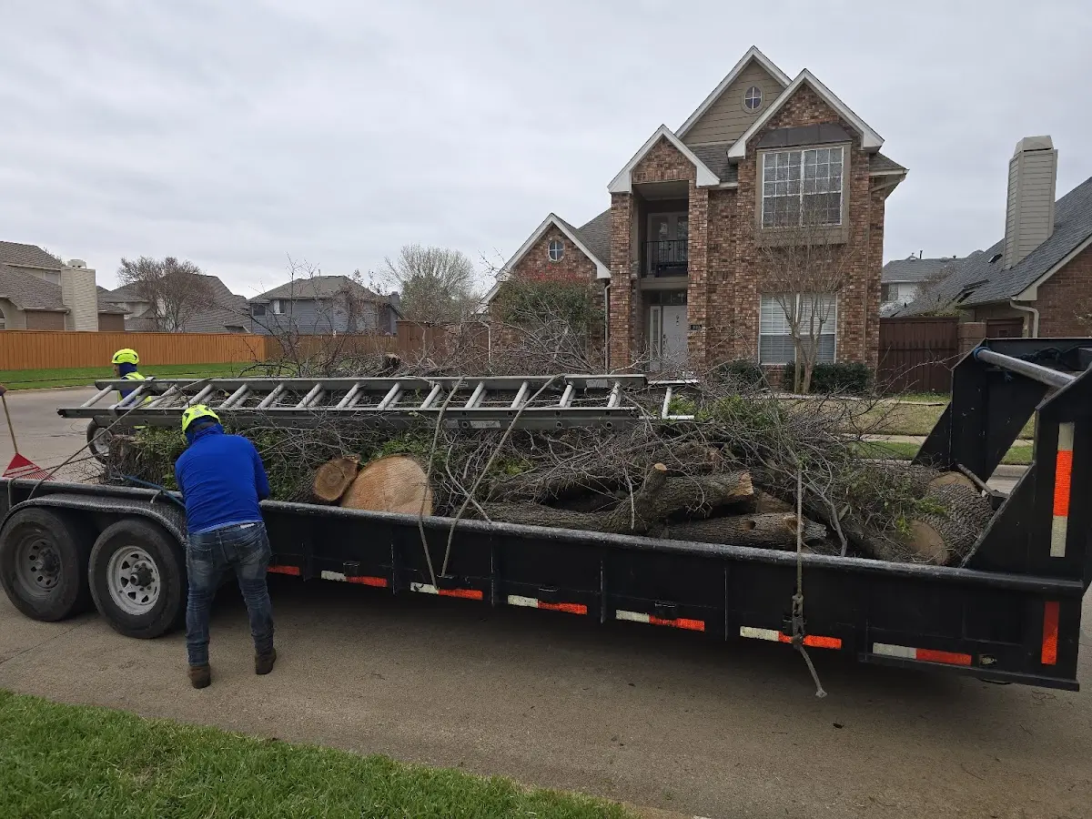 Expert Tree Removal with proper safety equipment in Stanton